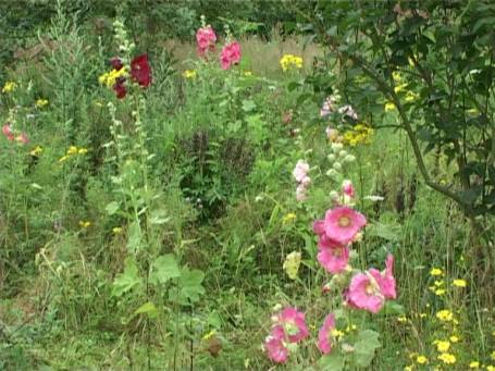 Museum Insel Hombroich : Gartenanlage